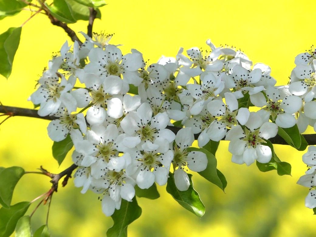 Bild des Monats, Juni 2023 - Mostobstblüte und gelber Raps im Mai 2023 Mostobst und Raps, Mai 2023