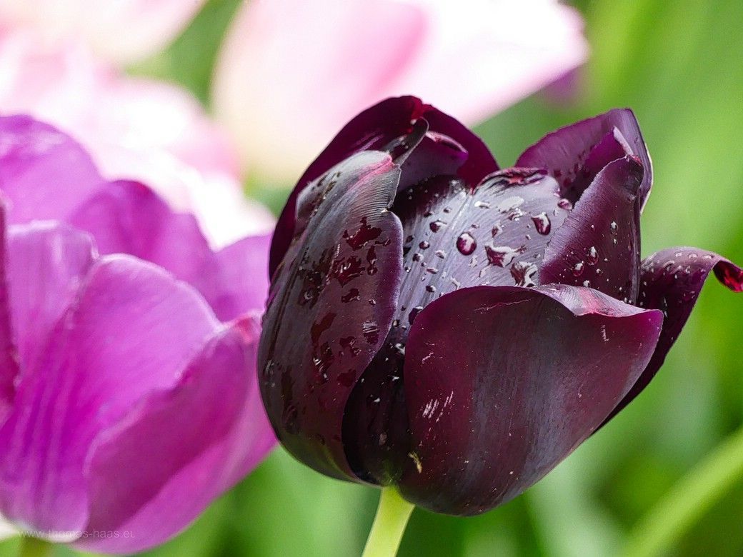 Sauwetter - Tulpen im Regen, 2023 Sauwetter - Tulpen im Regen, 2023