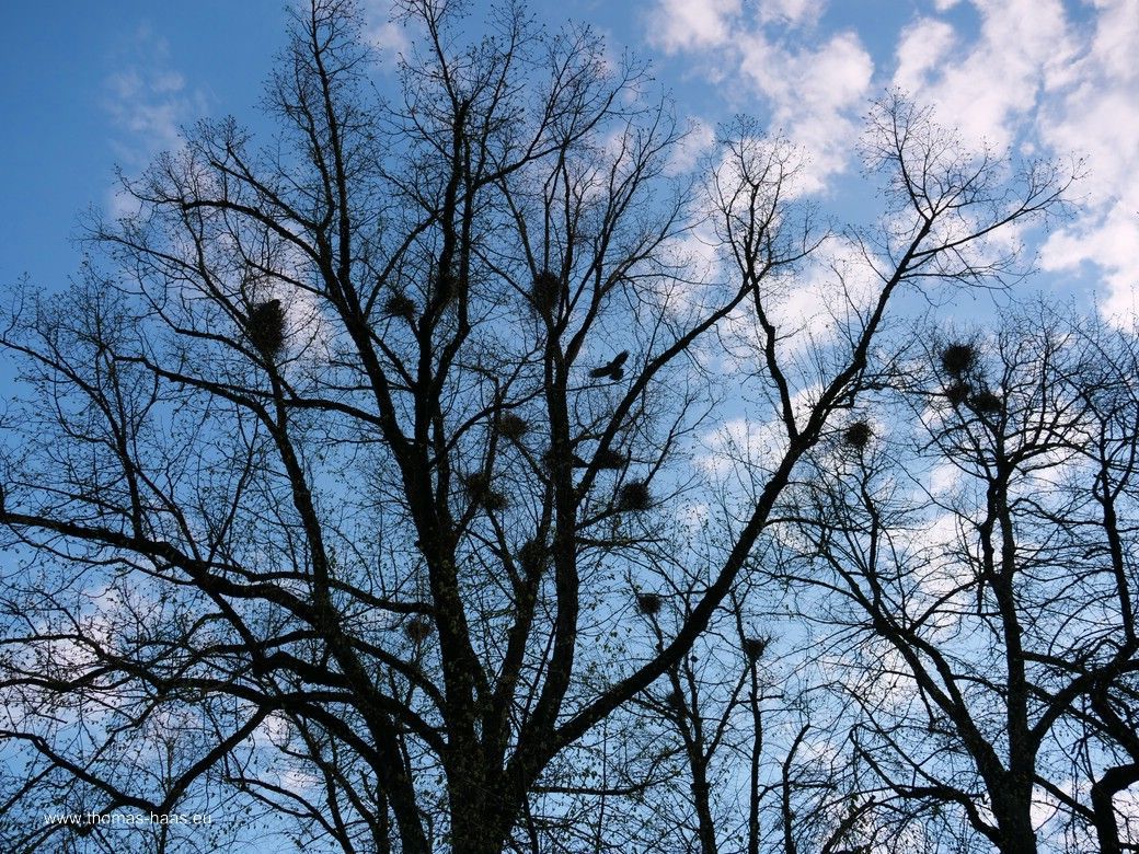 Bewegung: „Nachverdichtung“ und Flugverkehr am Krähenbaum... Bewegung: „Nachverdichtung“ und Flugverkehr am Krähenbaum...