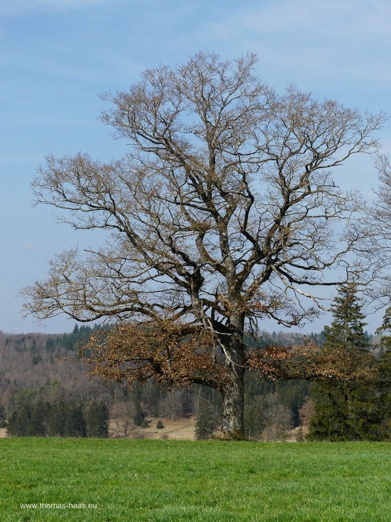 Der neue „Stammbaum“: Eine Eiche am Wegesrand der L1165 zwischen Altheim und Gerstetten, 2025 Der neue „Stammbaum“: Eine Eiche am Wegesrand der L1165 zwischen Altheim und Gerstetten, 2025