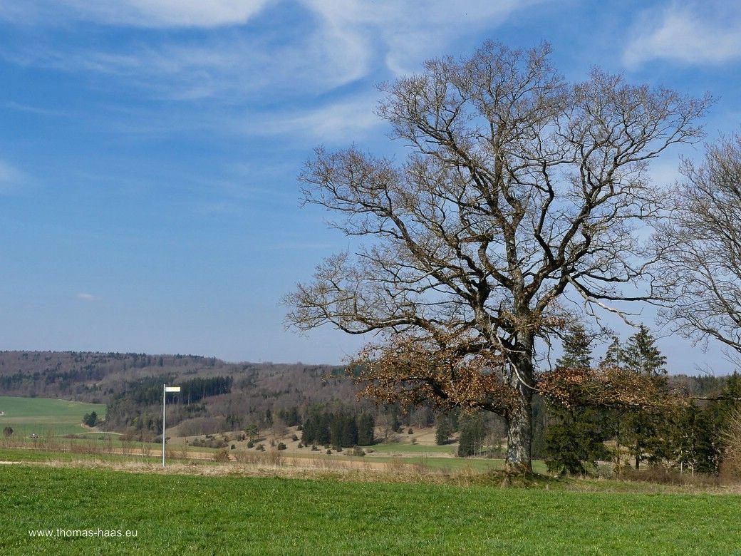 Der neue „Stammbaum“: Eine Eiche am Wegesrand der L1165 zwischen Altheim und Gerstetten, 2025 Der neue „Stammbaum“: Eine Eiche am Wegesrand der L1165 zwischen Altheim und Gerstetten, 2025