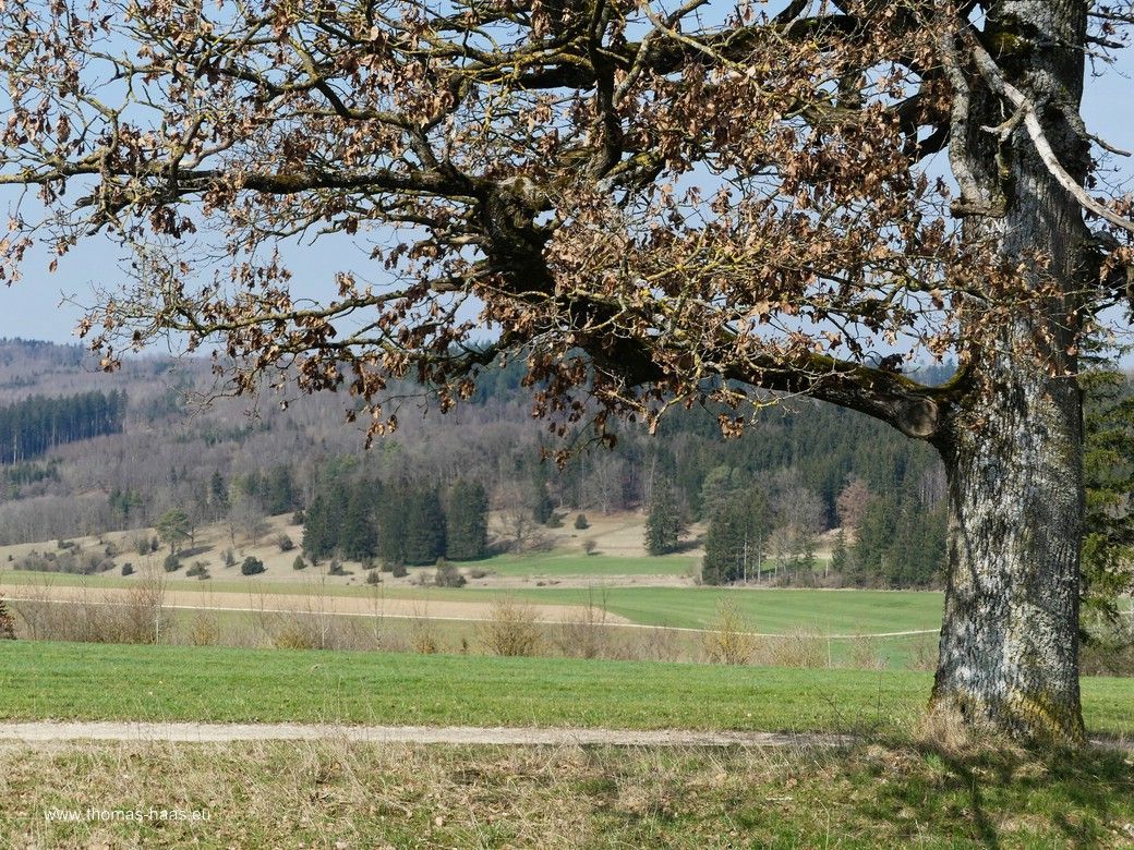 Der neue „Stammbaum“: Eine Eiche am Wegesrand der L1165 zwischen Altheim und Gerstetten, 2025 Der neue „Stammbaum“: Eine Eiche am Wegesrand der L1165 zwischen Altheim und Gerstetten, 2025