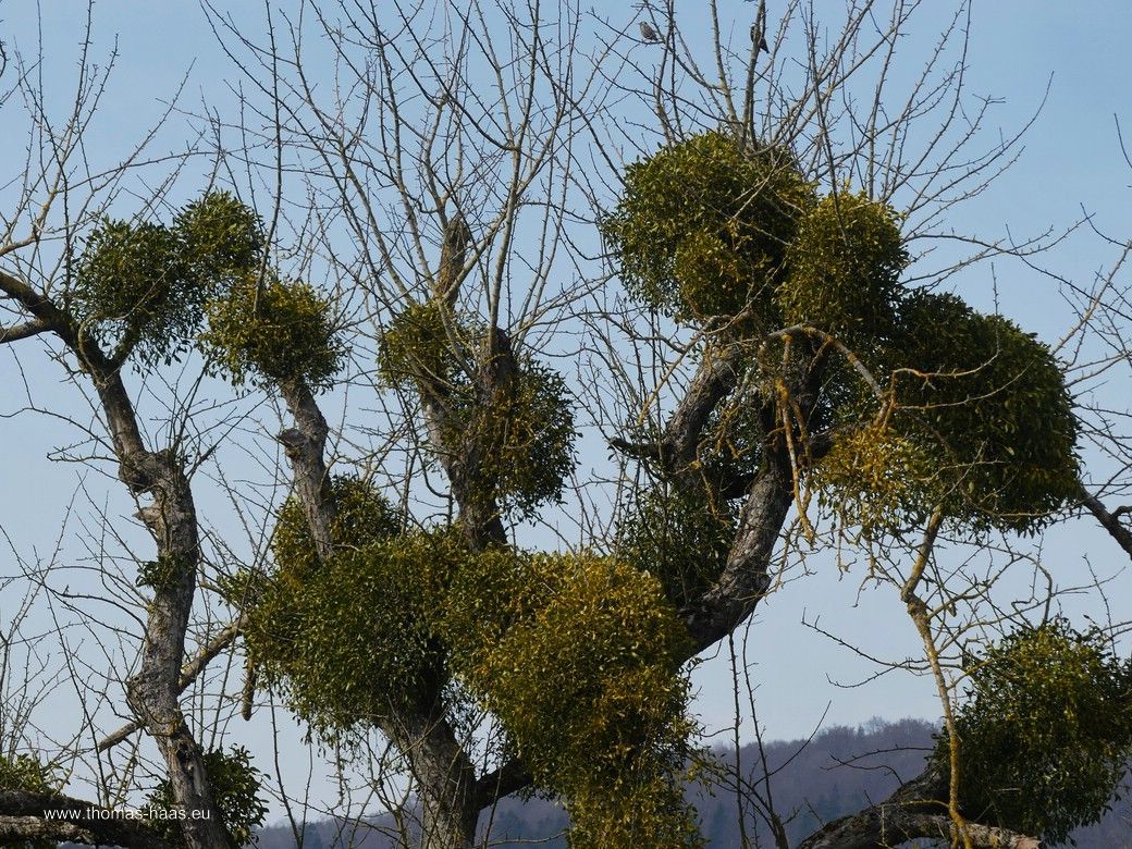„Mistelbäume“ nahe Weidenstetten... „Mistelbäume“ nahe Weidenstetten...