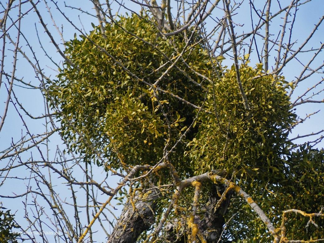 „Mistelbäume“ nahe Weidenstetten... „Mistelbäume“ nahe Weidenstetten...