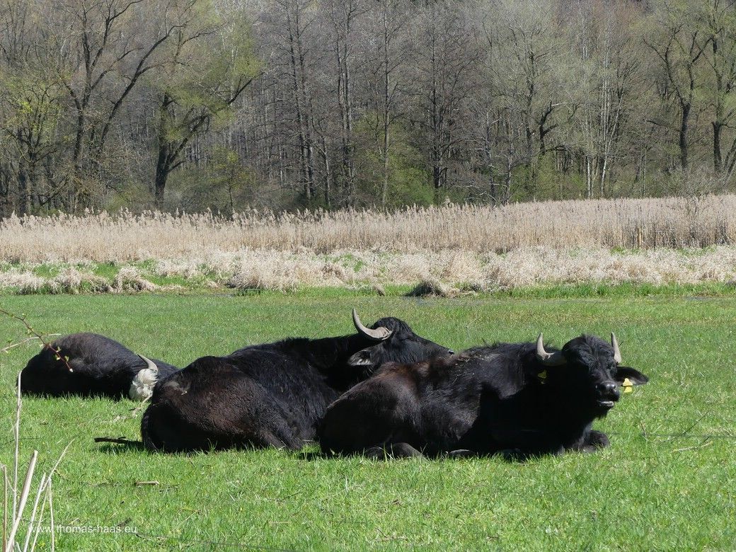 Aus diesem Grundbesatz soll sich die Herde entwickeln: Die drei Büffelkühe, April 2025 Aus diesem Grundbesatz soll sich die Herde entwickeln: Die drei Büffelkühe, April 2025