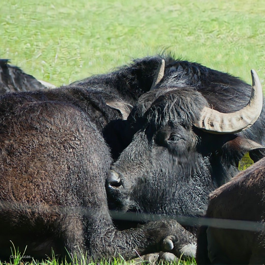 Wasserbüffel im April 2025, Vöhringen Wasserbüffel, April 2025