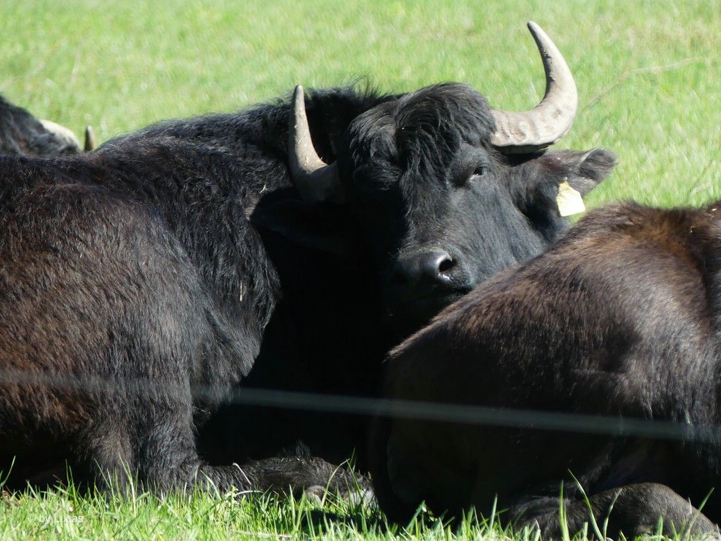 Ganz nah am Zaun finden die Büffel auch genügend Beachtung! Ganz nah am Zaun finden die Büffel auch genügend Beachtung!