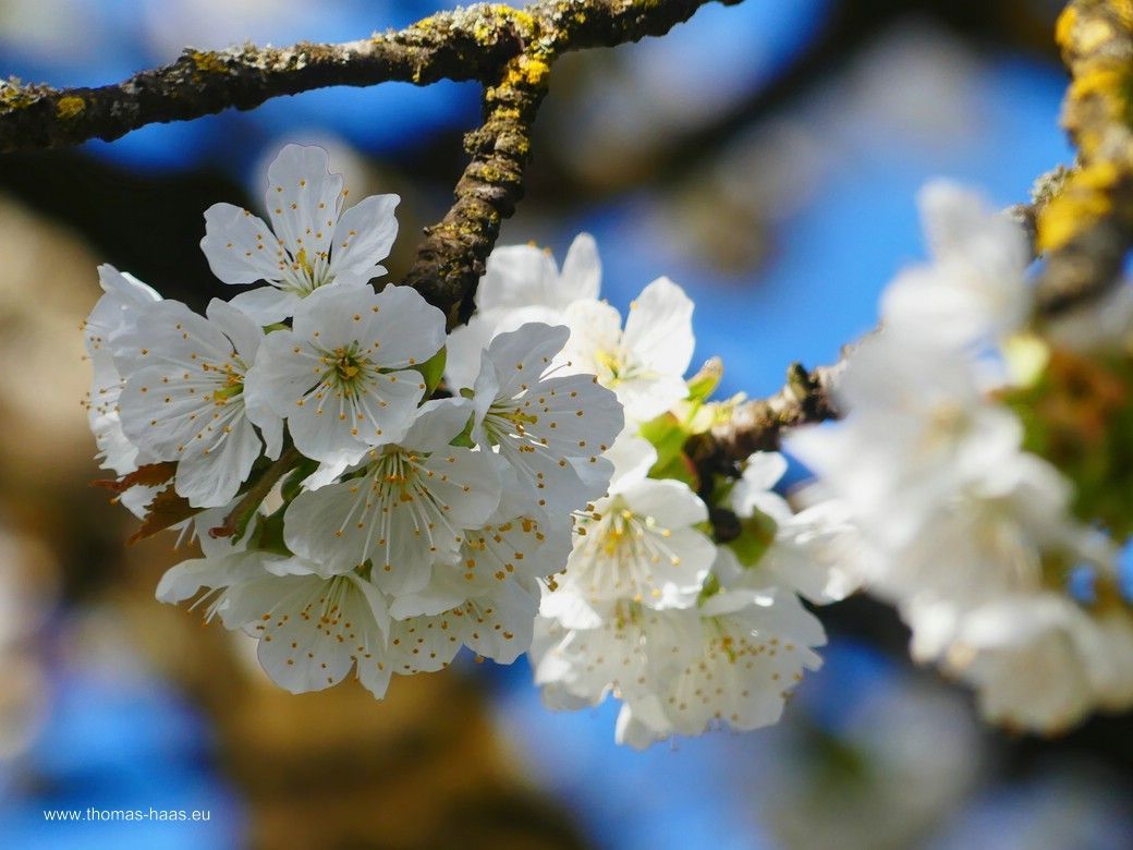 Obstbaumblüte 2025 - Kirsche Obstbaumblüte 2025 - Kirsche
