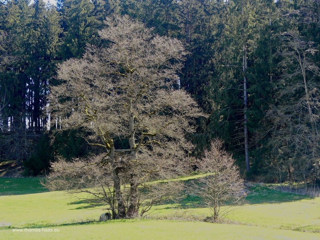 Im Tal bei den Stürzenweihern... Freistehender Laubbaum vor dem Waldrand als Hintergrund, 2025