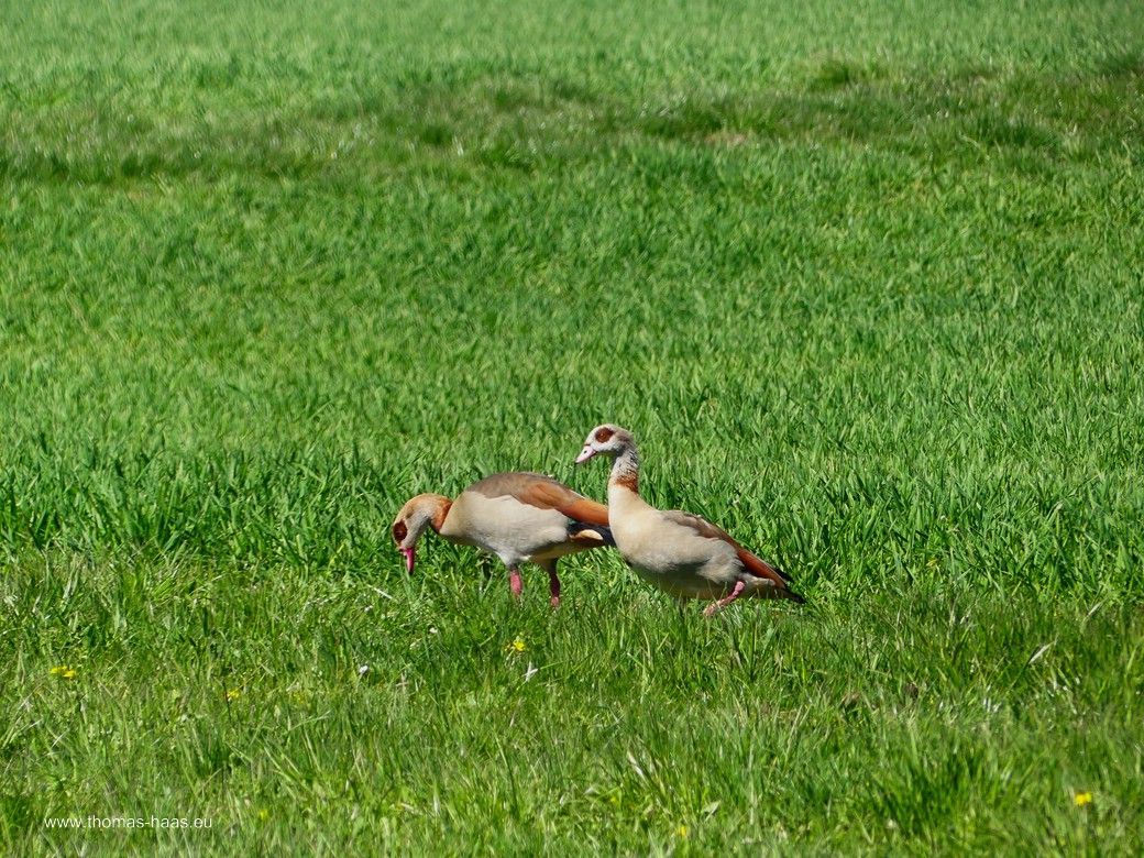 Zweifelsfrei Nilgänse... Zweifelsfrei Nilgänse...