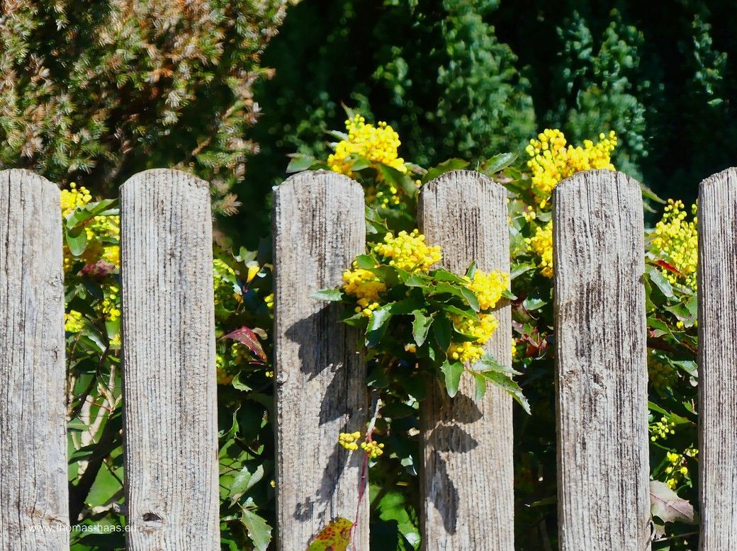 Zaunmotiv auf der Strecke... Zaunmotiv auf der Strecke...