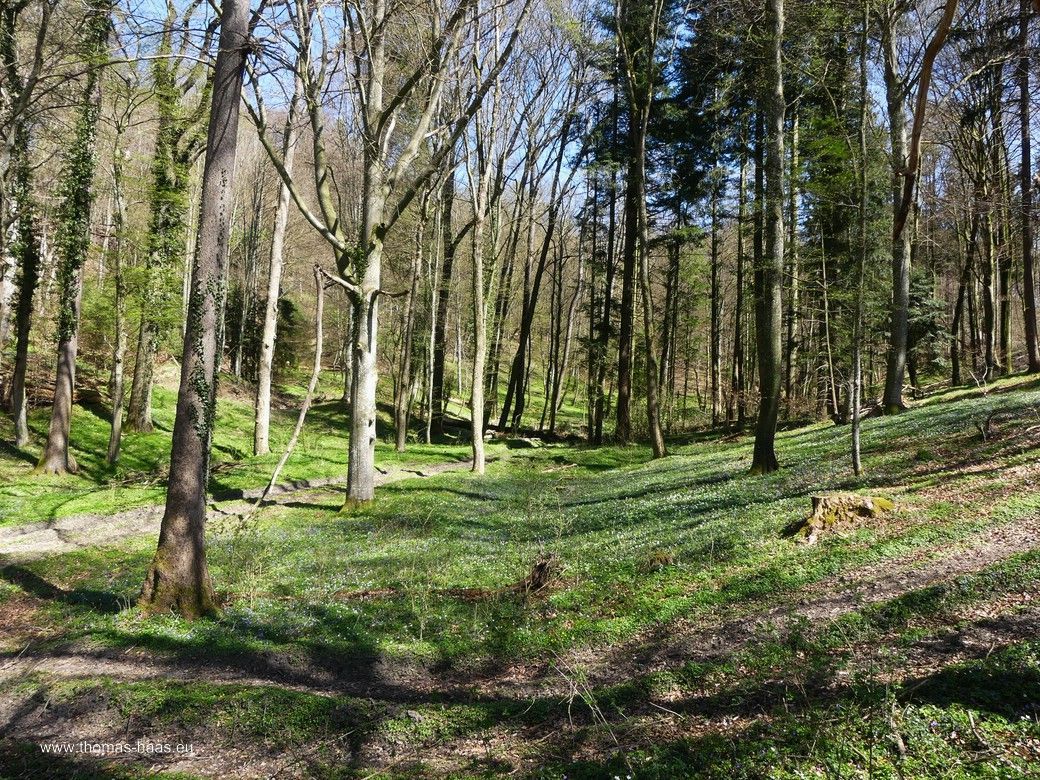 Lichter Laubwald am Schlossberg... Lichter Laubwald am Schlossberg...