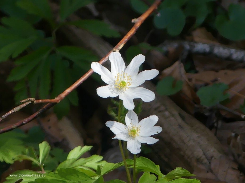 Buschwindröschen am Wegesrand... Buschwindröschen am Wegesrand...