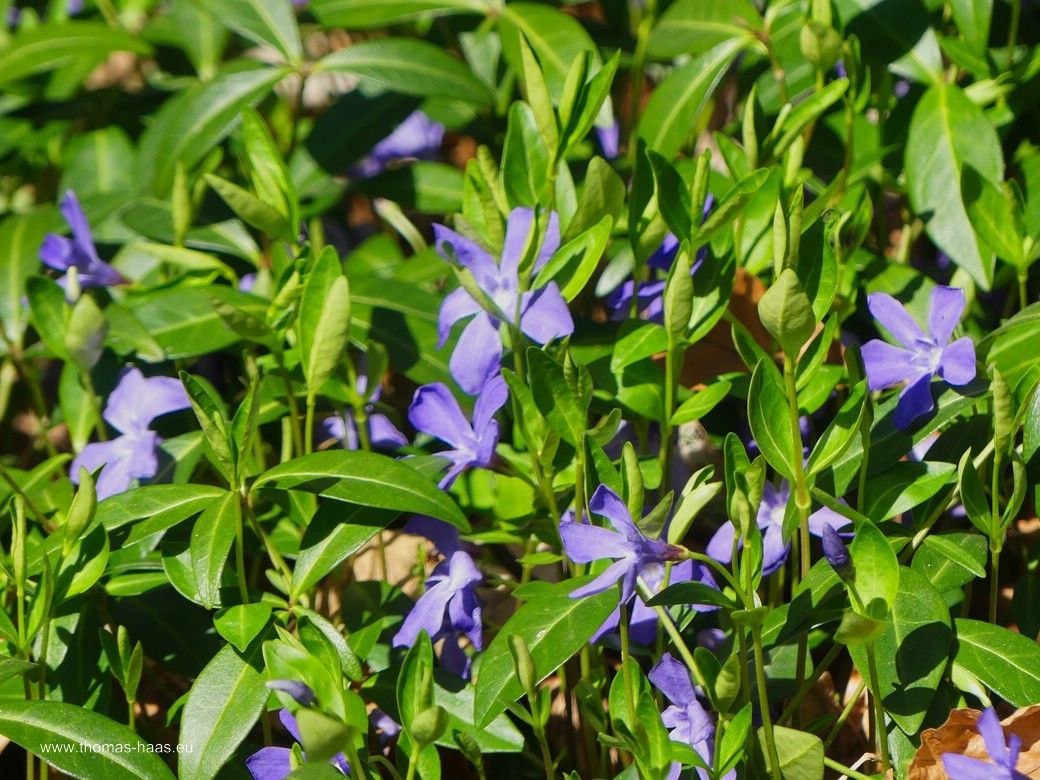 Immergrün... Immergrün...