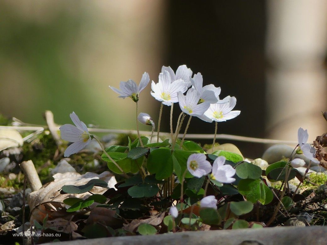 Land Art: Buschwindröschen... Land Art: Buschwindröschen...