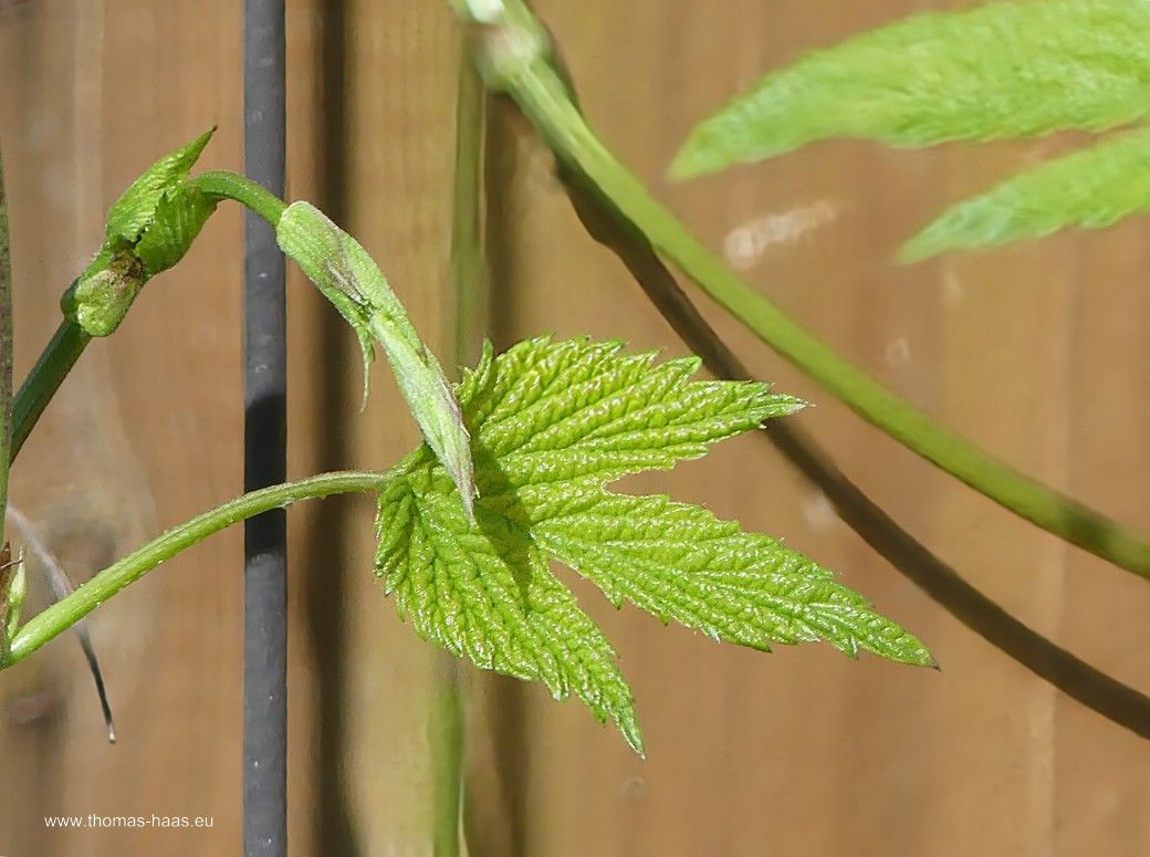 Hopfentriebe 2025 Hopfentriebe 2025