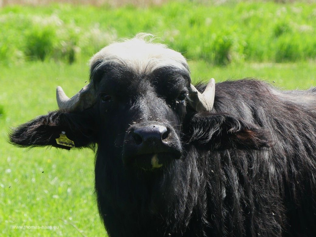 Eine Schönheit! Wasserbüffel-Kuh in den Wasenlöchern, April 2025 Eine Schönheit! Wasserbüffel-Kuh in den Wasenlöchern, April 2025