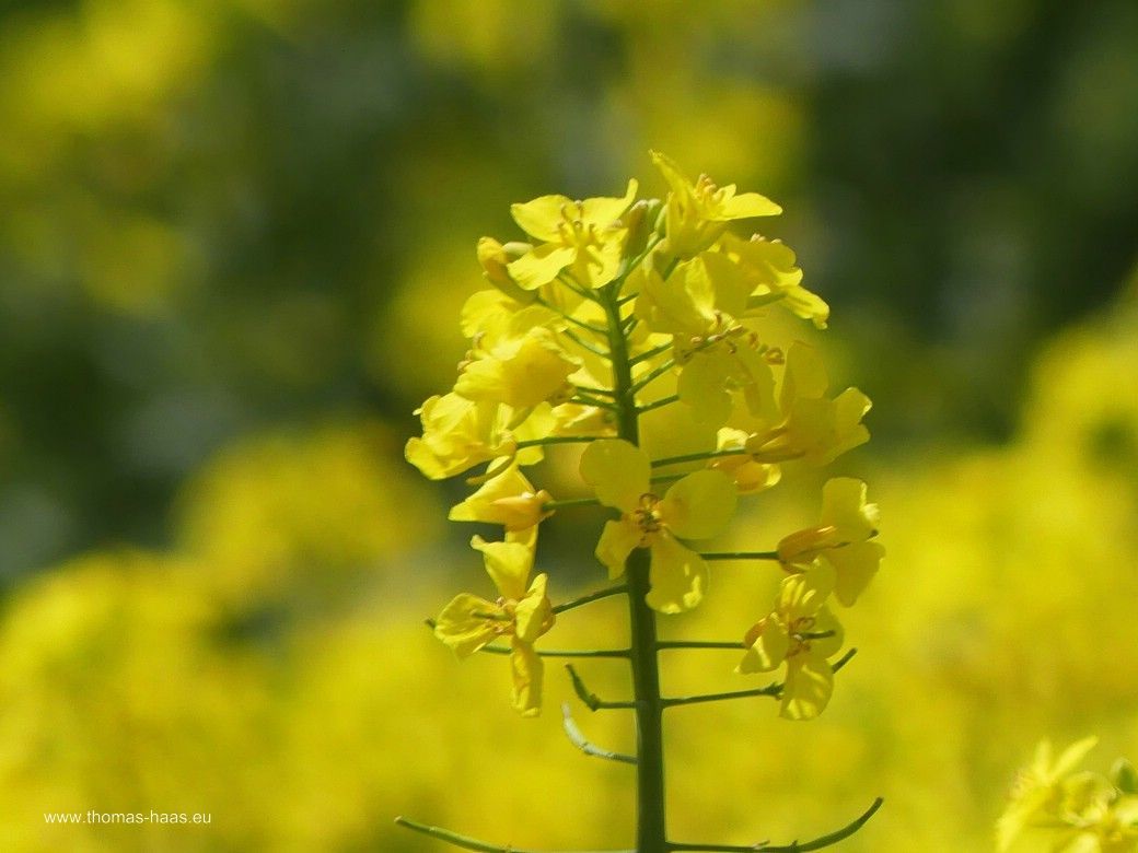 Rapsblüte 2025 Rapsblüte 2025