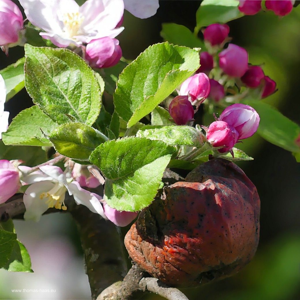 Apfel vom Vorjahr, aktuelle Blüten... Apfel vom Vorjahr, aktuelle Blüten...