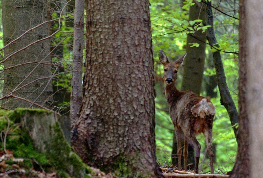 Neugierige Blicke aus dem Wald... Neugierige Blicke aus dem Wald...