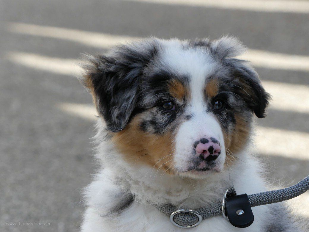 Bella, und die Leine sieht so mächtig aus... Bella, und die Leine sieht so mächtig aus...