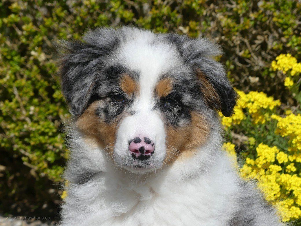 Bella - Australien Shepherd, ca. 12 Wochen alt... Bella - Australien Shepherd, ca. 12 Wochen alt...