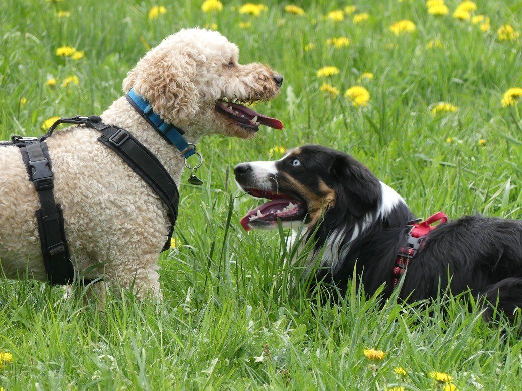 Sammy & Sammy - Nattheimer Rabauken... Sammy & Sammy - Nattheimer Rabauken... - 2021