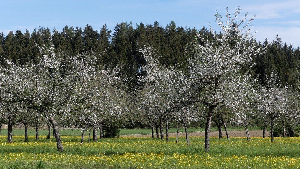 Streuobstwiese, Gemarkung Vöhringen, Mai 2021 Streuobstwiese, Gemarkung Vöhringen, Mai 2021