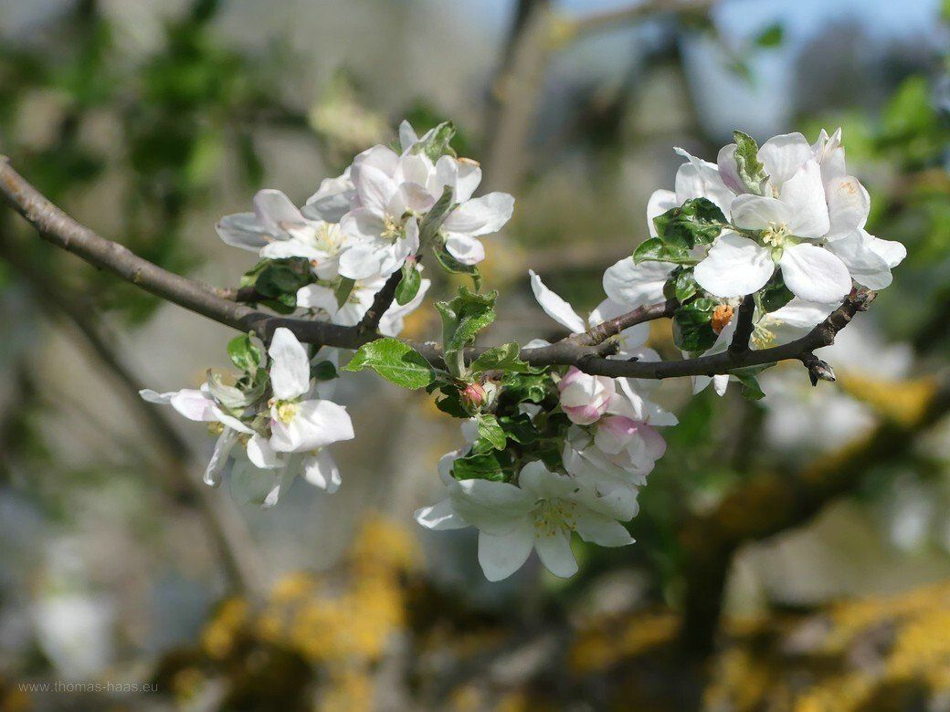 Apfelblüten, 2021 Apfelblüten, 2021