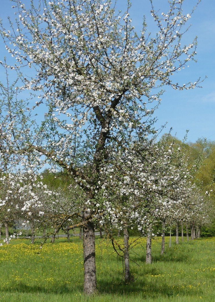 Die Streuobstwiese... Die Streuobstwiese...