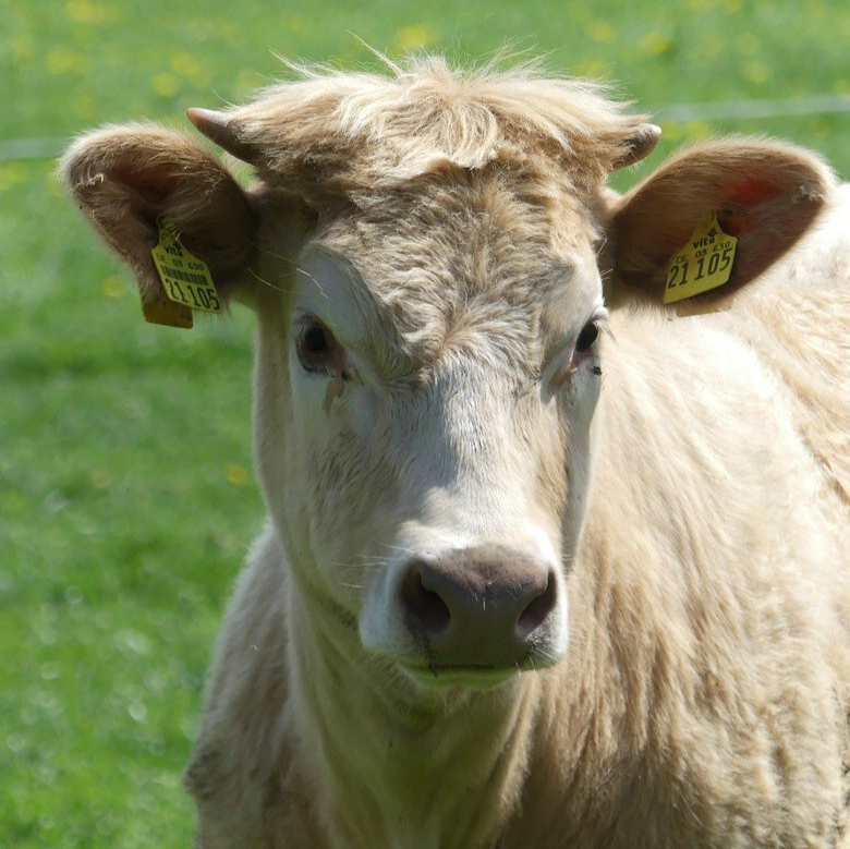 Junges Rind mit Hörnern!