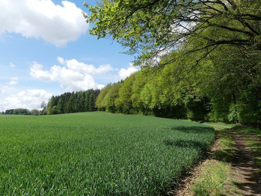 Frühling am Waldrand, Bellenberg, Mai 2021 Frühling am Waldrand, Bellenberg, Mai 2021
