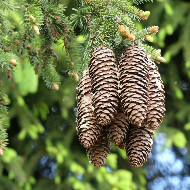 Zurückgeschnittenes Astwerk, 2021