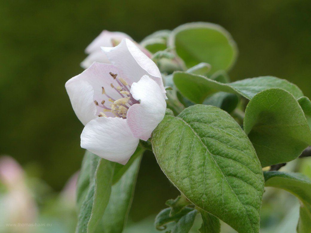 Quittenblüte, Nattheim, 2021 Quittenblüte, Nattheim, 2021