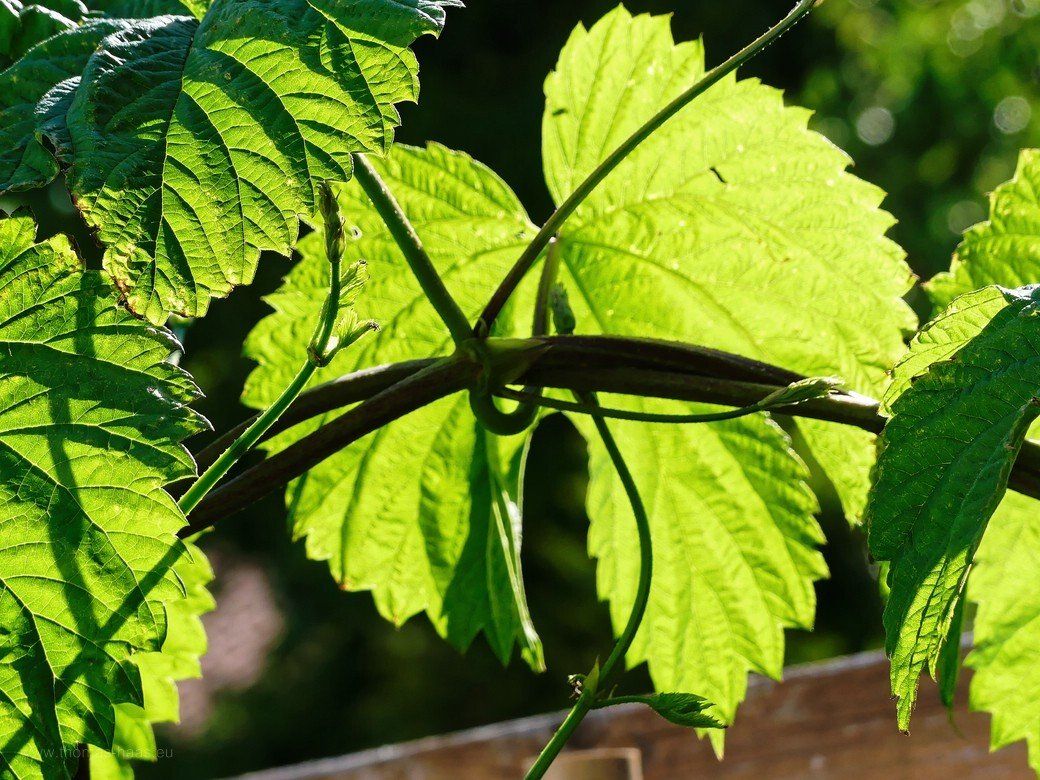 Hopfen im Gegenlicht, Ende Mai 2021 Hopfen im Gegenlicht, Ende Mai 2021