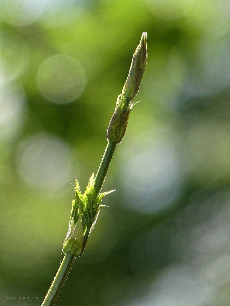 Hopfen im Mai 2021 Hopfen im Mai 2021