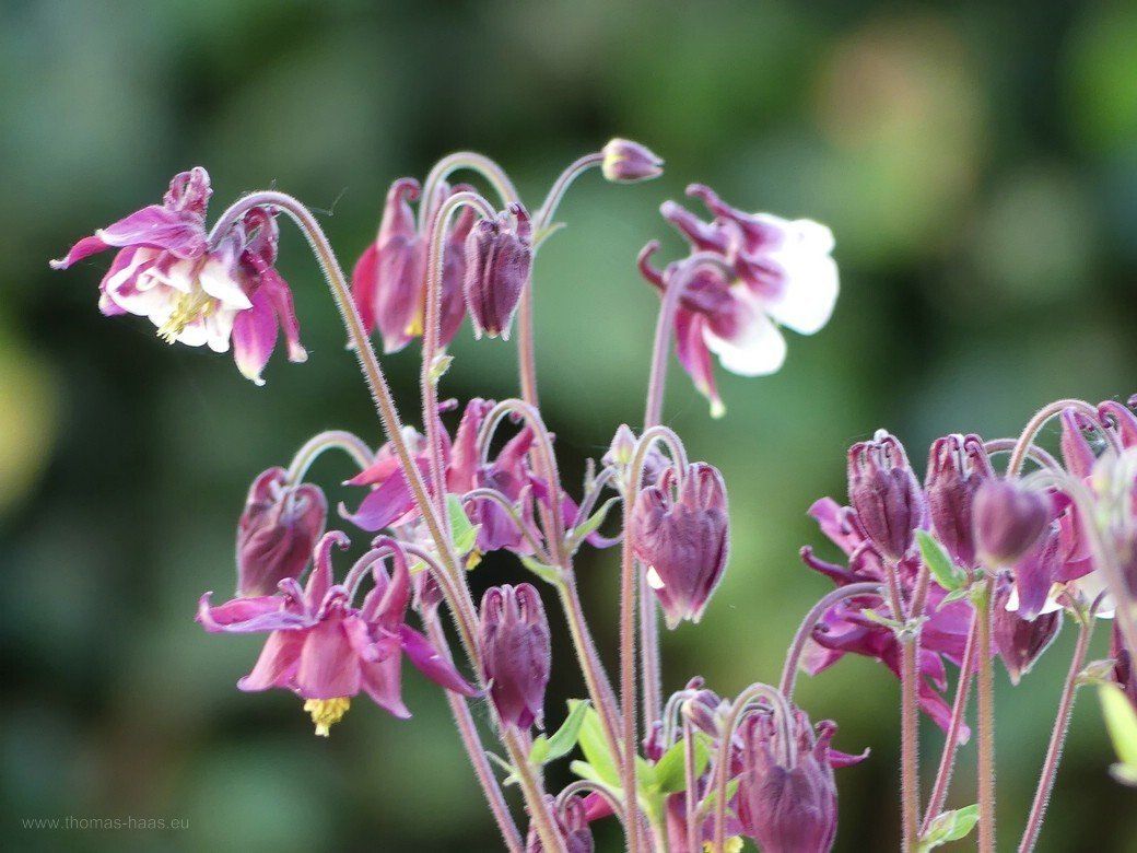 Akeleien im Garten, 2021 Akeleien im Garten, 2021