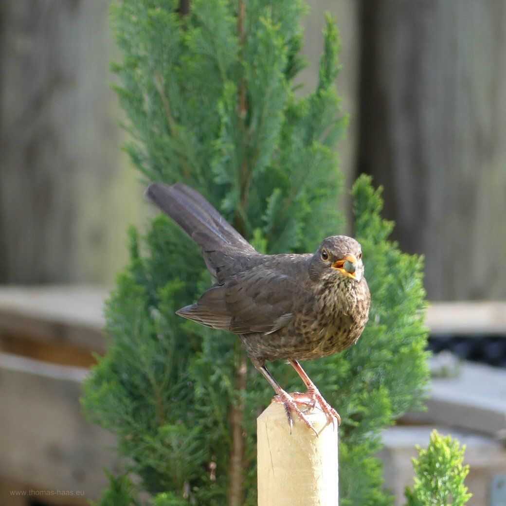 Zaungast - eine Amsel auf dem Gartenzaun... Zaungast - eine Amsel auf dem Gartenzaun...