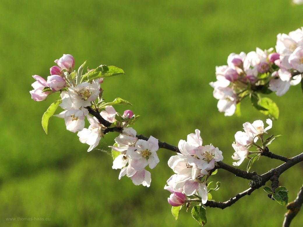 Ein gesunder Zweig mit Blüten, Mai 2022 Ein gesunder Zweig mit Blüten, Mai 2022