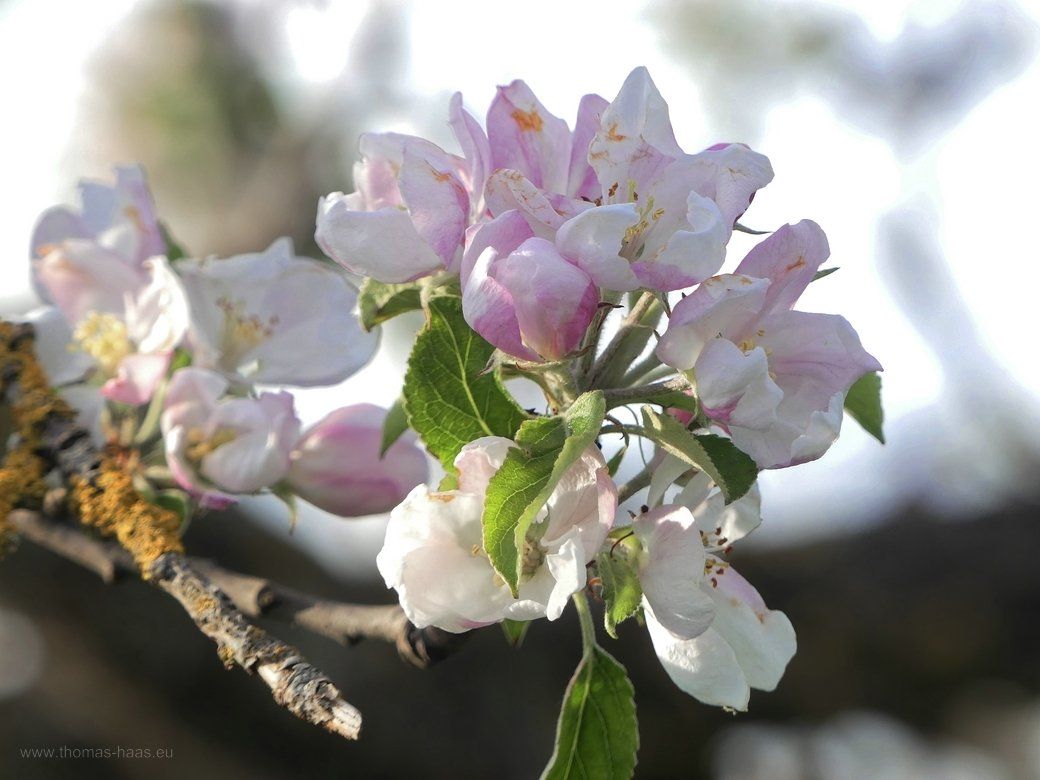 Die Landschaft im Wüstenstaub, 15. März 2022 - Monatsmitte... Die Landschaft im Wüstenstaub, 15. März 2022 - Monatsmitte...