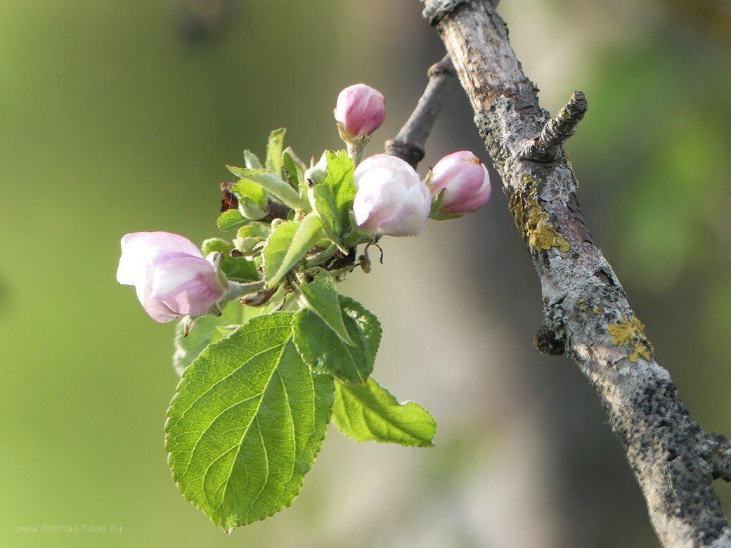 Etwas grün am fast toten Baum... Etwas grün am fast toten Baum...