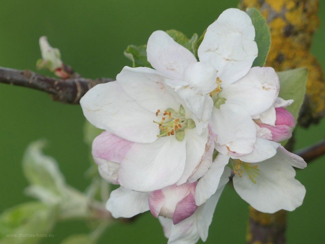Obstbaumblüte, Mostobst, 2022 Blütenpracht 2022