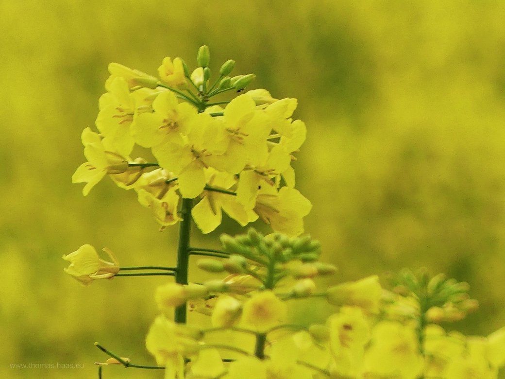 Rapsblüte, freigestellt, 2022 Rapsblüten in gelber Landschaft, 2022