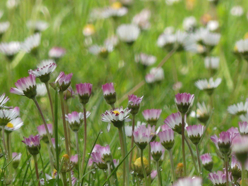 Gänseblümchen, 2022
