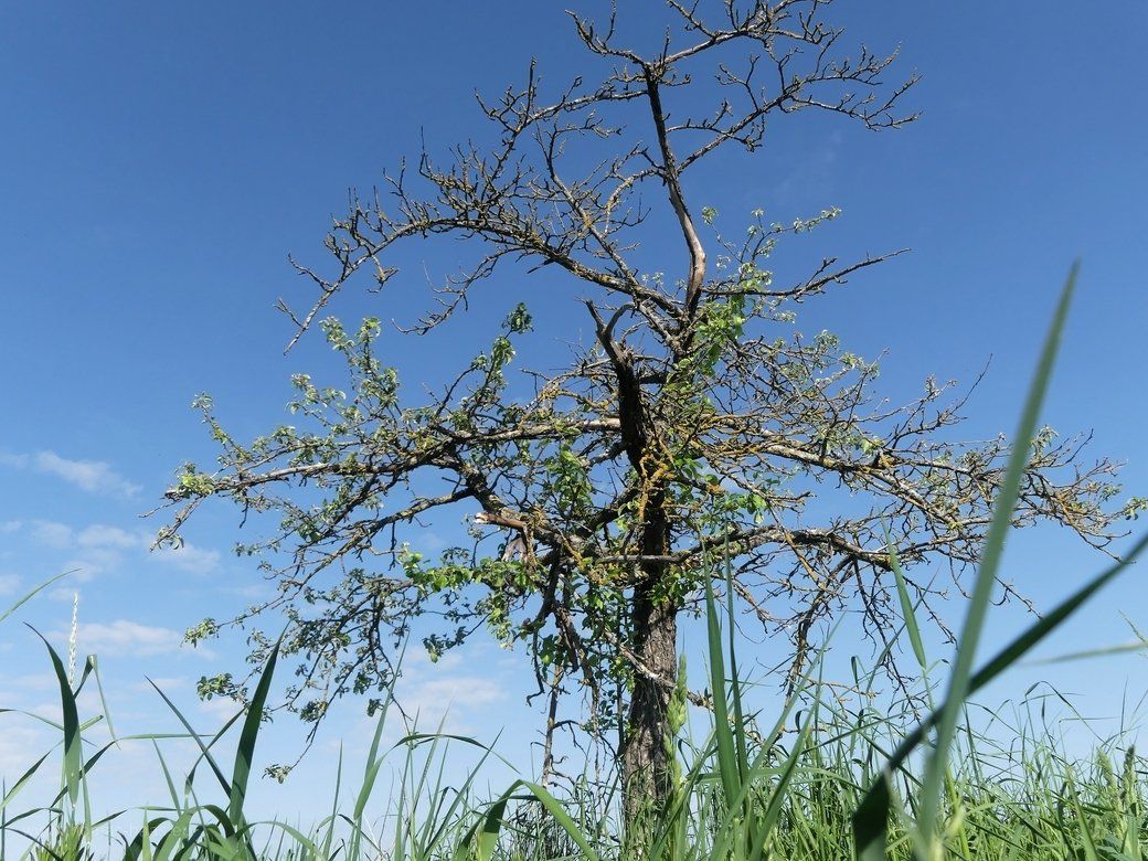 Das Bäumchen am 14.05.2022 Das Bäumchen am 14.05.2022