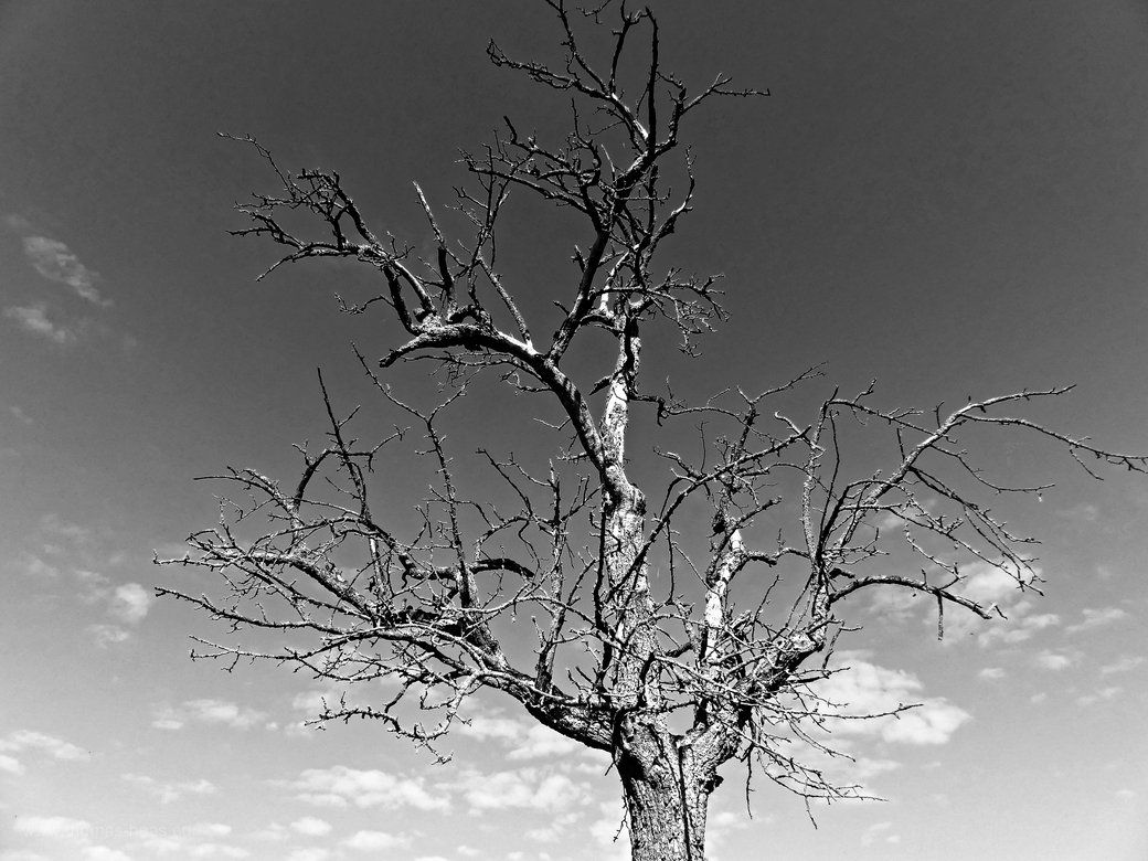 Toter Baum in s/w Er hat schon verloren...