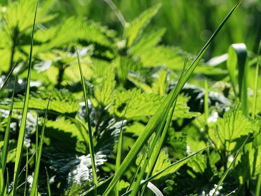 Frisches grün, lichtdurchflutet... Einfache Brennnesseln auf der Wiese...
