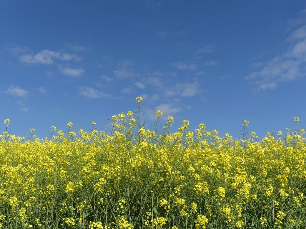 Rapsfeld im Alb-Donau-Kreis, 2022 Rapsfeld im Alb-Donau-Kreis, 2022
