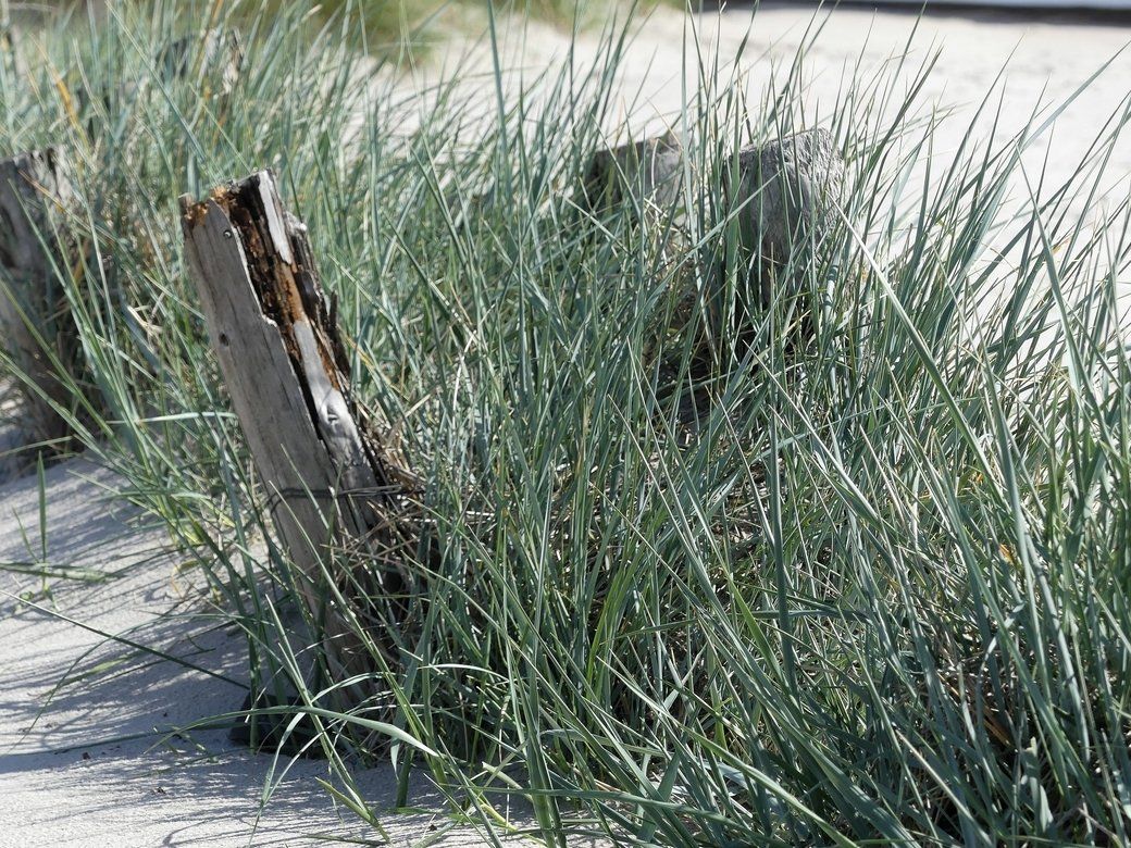 Das fällt noch in den Bereich Sandfangzaun...- Damp 2022 Das fällt noch in den Bereich Sandfangzaun...- Damp 2022