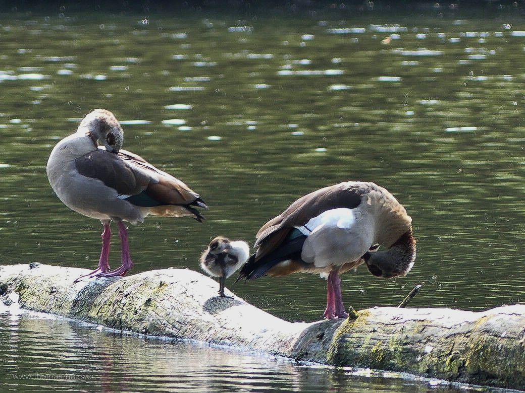 Nilgänse an der Iller, Mai 2023 Nilgänse an der Iller, Mai 2023